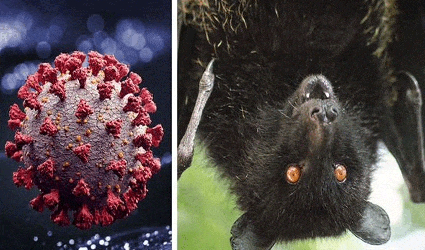 New Bat Coronavirus Capable Of Infecting Humans Discovered In China