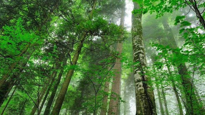 Punjab Government Initiates 978-Acre Natural Forest Project in Lahore